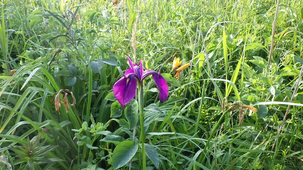 Kiritappuri Affittacamere Hokkaido Giappone